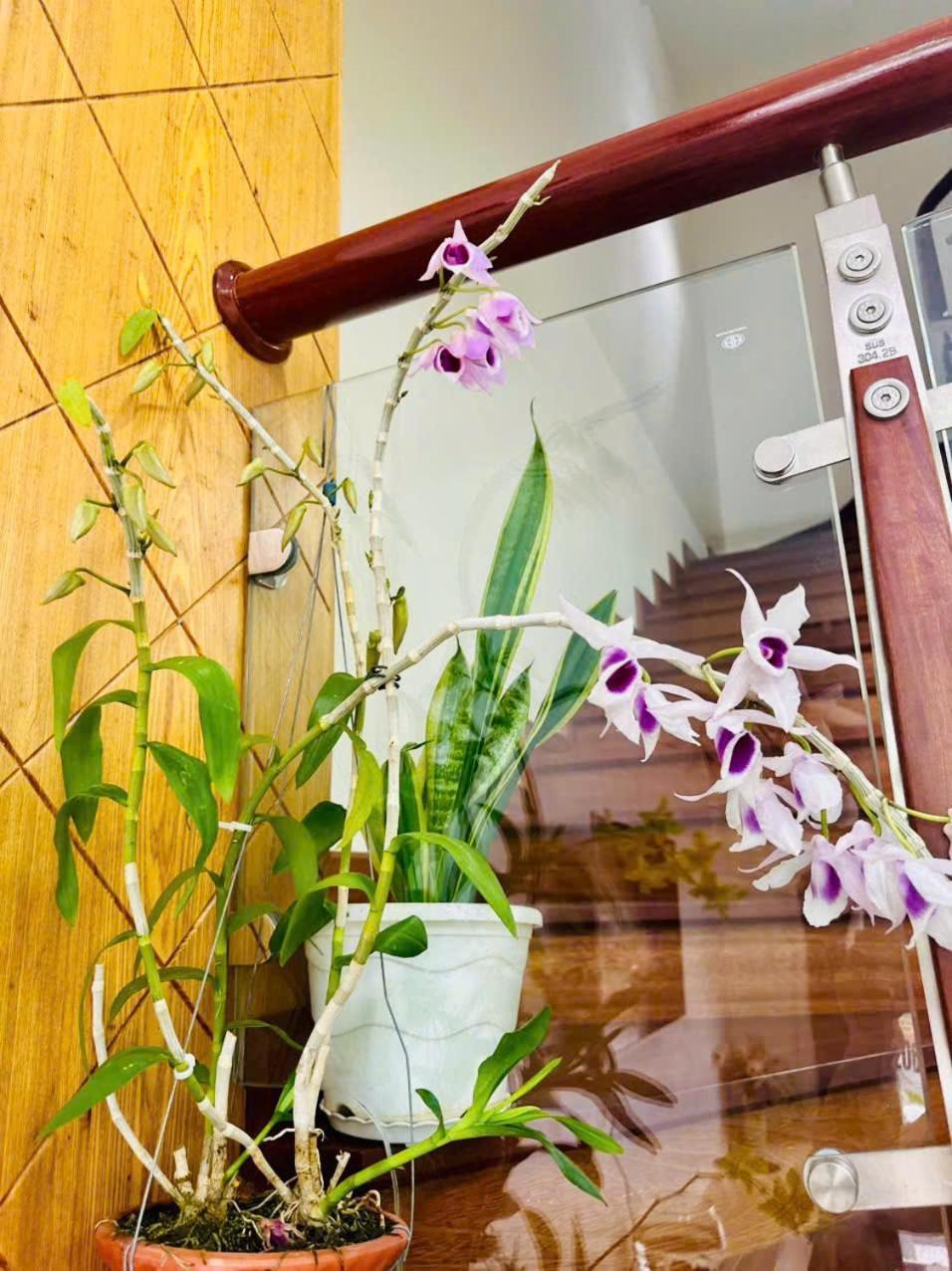 Bach Thao Hotel دالات المظهر الخارجي الصورة